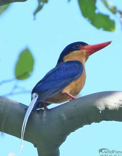 白尾仙翡翠 / Buff-breasted Paradise Kingfisher / Tanysiptera sylvia