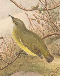 侏弯嘴吸蜜鸟 / Pygmy Longbill / Oedistoma pygmaeum