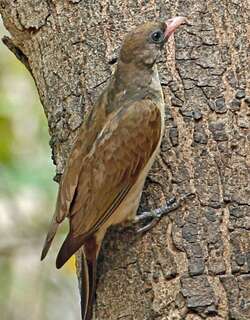 黑喉响蜜䴕 / Greater Honeyguide / Indicator indicator