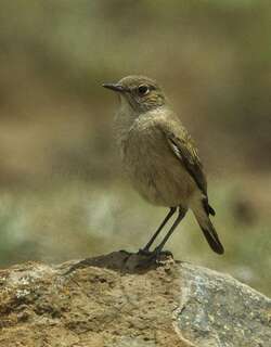 镰翅岩䳭 / Sickle-winged Chat / Emarginata sinuata