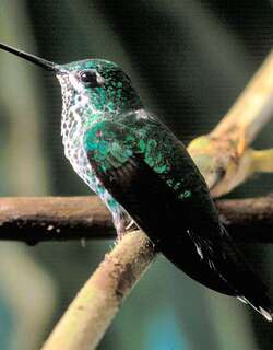 棕臀白尾梢蜂鸟 / Rufous-vented Whitetip / Urosticte ruficrissa