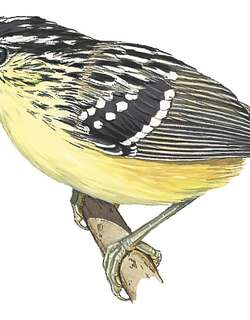黄胸歌蚁鸟 / Yellow-breasted Warbling Antbird / Hypocnemis subflava