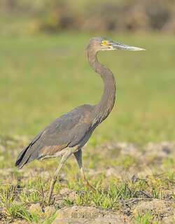 大嘴鹭 / Great-billed Heron / Ardea sumatrana
