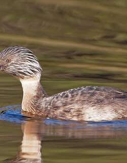 灰头䴙䴘 / Hoary-headed Grebe / Poliocephalus poliocephalus