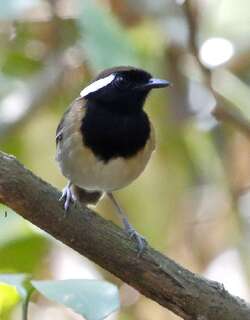 栗带食蚊鸟 / Chestnut-belted Gnateater / Conopophaga aurita