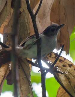 纯色树鹛 / Sooty-capped Babbler / Malacopteron affine