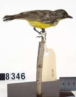 黄额啸鹟 / Samoan Whistler / Pachycephala flavifrons