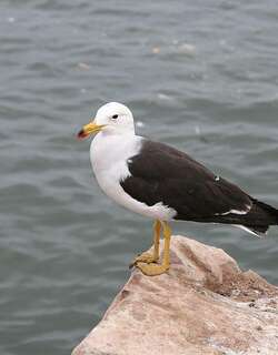 斑尾鸥 / Belcher’s Gull / Larus belcheri