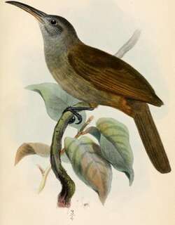 巨嘴盗蜜鸟 / Long-billed Honeyeater / Melilestes megarhynchus