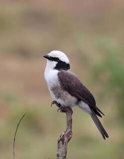 白腰林鵙 / Northern White-crowned Shrike / Eurocephalus ruppelli