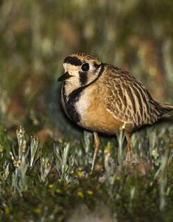 澳洲小嘴鸻 / Inland Dotterel / Peltohyas australis