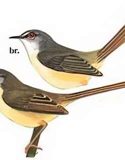 黄腹鹪莺 / Yellow-bellied Prinia