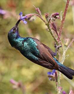 北非橙簇花蜜鸟 / Palestine Sunbird / Cinnyris osea