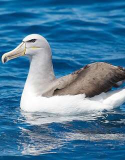 萨氏信天翁 / Salvin’s Albatross / Thalassarche salvini