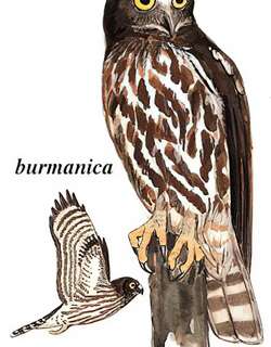 鹰鸮 / Brown Hawk-Owl / Ninox scutulata