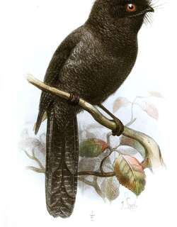 新喀裸鼻鸱 / New Caledonian Owlet-nightjar / Aegotheles savesi