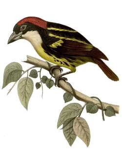 五色须䴕 / Five-colored Barbet / Capito quinticolor