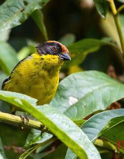 棕枕薮雀 / Yellow-breasted Brushfinch / Atlapetes latinuchus