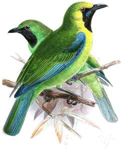婆罗洲叶鹎 / Bornean Leafbird / Chloropsis kinabaluensis