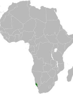 巴氏歌百灵 / Barlow’s Lark / Calendulauda barlowi