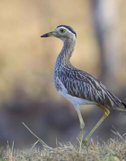 双纹石鸻 / Double-striped Thick-knee / Burhinus bistriatus