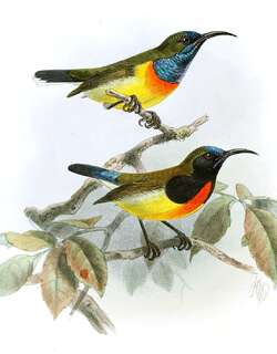 火红太阳鸟 / Flaming Sunbird / Aethopyga flagrans