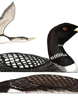 黄嘴潜鸟 / Yellow-billed Loon / Gavia adamsii