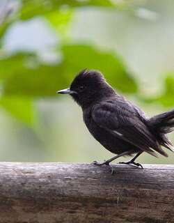 白翅黑霸鹟 / White-winged Black Tyrant / Knipolegus aterrimus