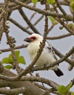 查氏拟䴕 / Chaplin’s Barbet / Lybius chaplini