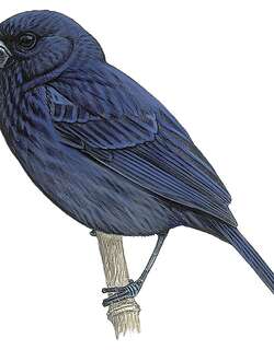 卡里萨尔籽雀 / Carrizal Seedeater / Amaurospiza carrizalensis
