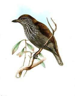 白纹蚁鵙 / White-streaked Antvireo / Dysithamnus leucostictus