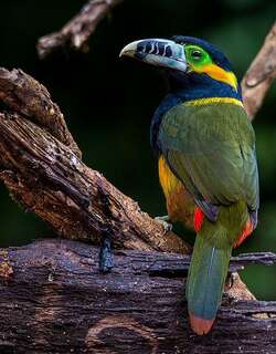 点嘴小巨嘴鸟 / Spot-billed Toucanet / Selenidera maculirostris