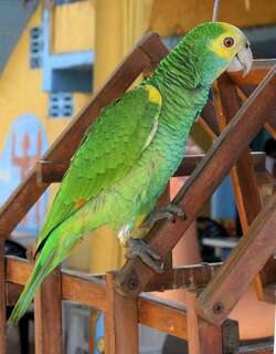 黄肩鹦哥 / Yellow-shouldered Amazon / Amazona barbadensis