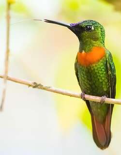 古氏蜂鸟 / Gould’s Jewelfront / Heliodoxa aurescens