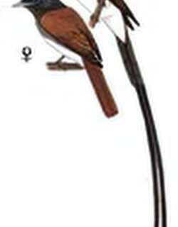 紫寿带[鸟] / Japanese Paradise-Flycatcher