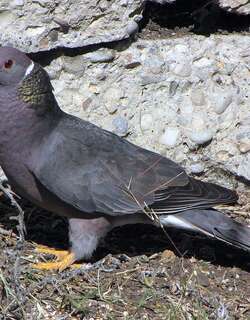 斑尾鸽 / Band-tailed Pigeon / Patagioenas fasciata