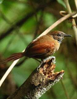 纹胸针尾雀 / Stripe-breasted Spinetail / Synallaxis cinnamomea