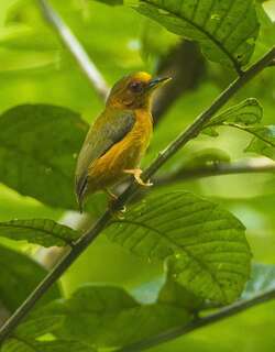 棕啄木鸟 / Rufous Piculet / Sasia abnormis