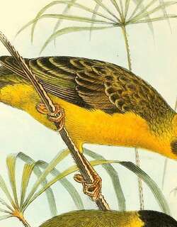 安哥拉织雀 / Bocage’s Weaver / Ploceus temporalis