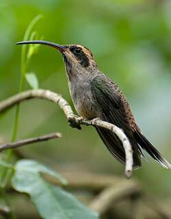 鳞喉隐蜂鸟 / Scale-throated Hermit / Phaethornis eurynome