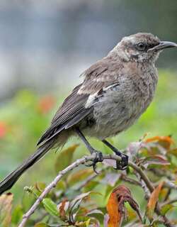 长尾小嘲鸫 / Long-tailed Mockingbird / Mimus longicaudatus