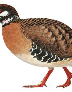 罗氏山鹧鸪 / Roll’s Partridge / Arborophila rolli