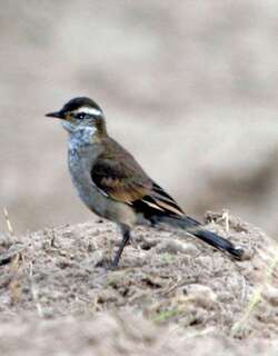 斑翅抖尾地雀 / Buff-winged Cinclodes / Cinclodes fuscus