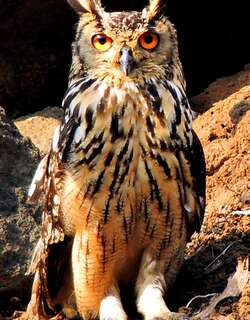 印度雕鸮 / Indian Eagle-Owl / Bubo bengalensis