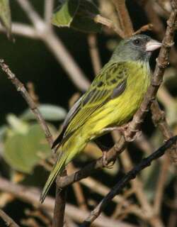 东非丝雀 / Southern Citril / Crithagra hyposticta