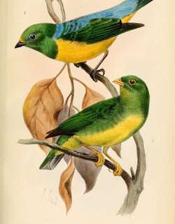 黄领绿雀 / Yellow-collared Chlorophonia / Chlorophonia flavirostris