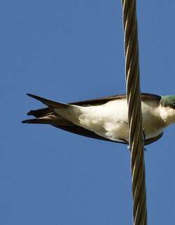 巴哈马树燕 / Bahama Swallow / Tachycineta cyaneoviridis