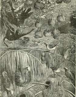 黄顶织雀 / Yellow-capped Weaver / Ploceus dorsomaculatus