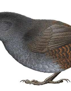 乔科窜鸟 / Choco Tapaculo / Scytalopus chocoensis