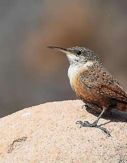 墨西哥鹪鹩 / Canyon Wren / Catherpes mexicanus